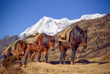 Horse ride through the Himalayan Mountains